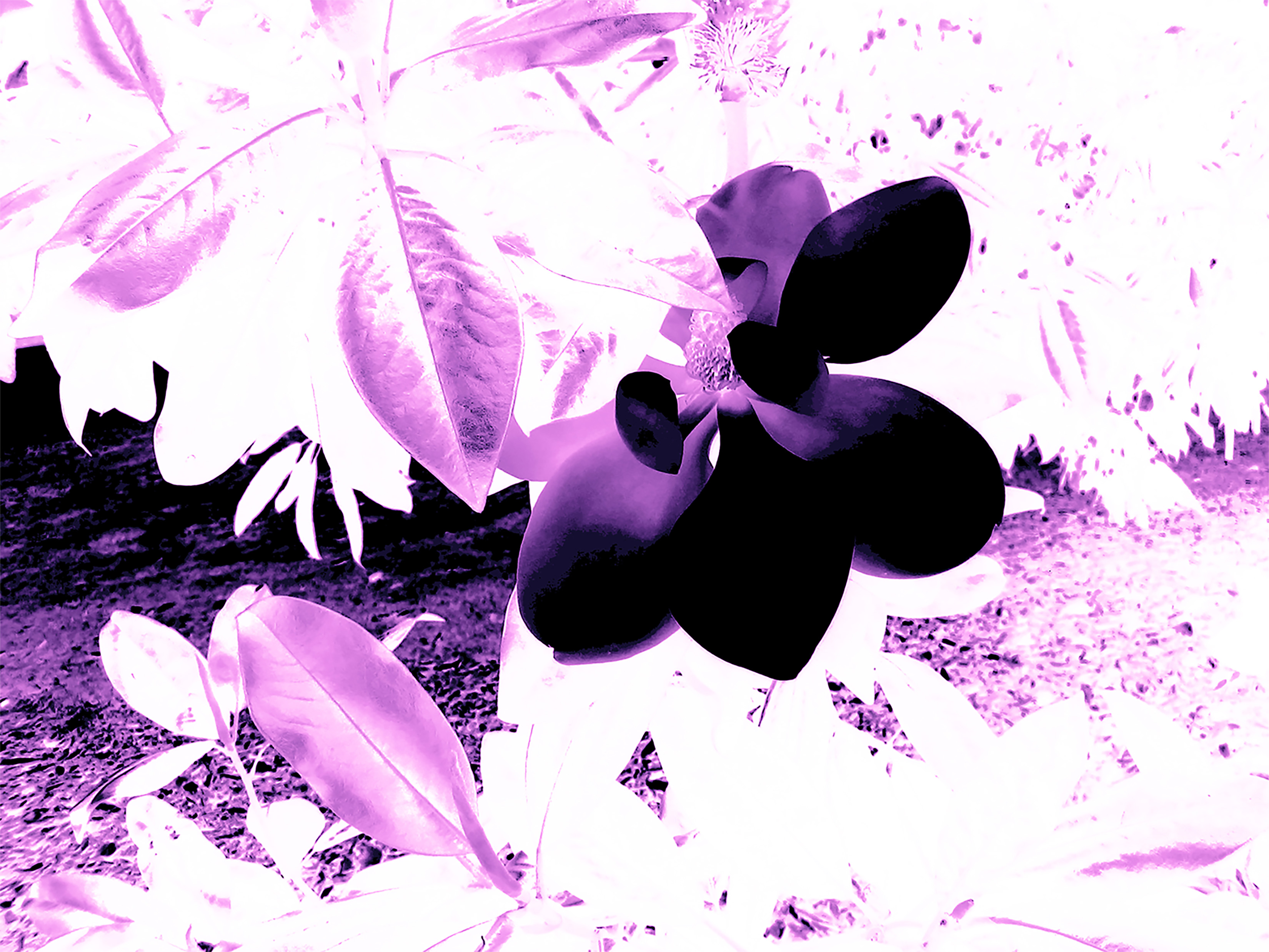 Project Title